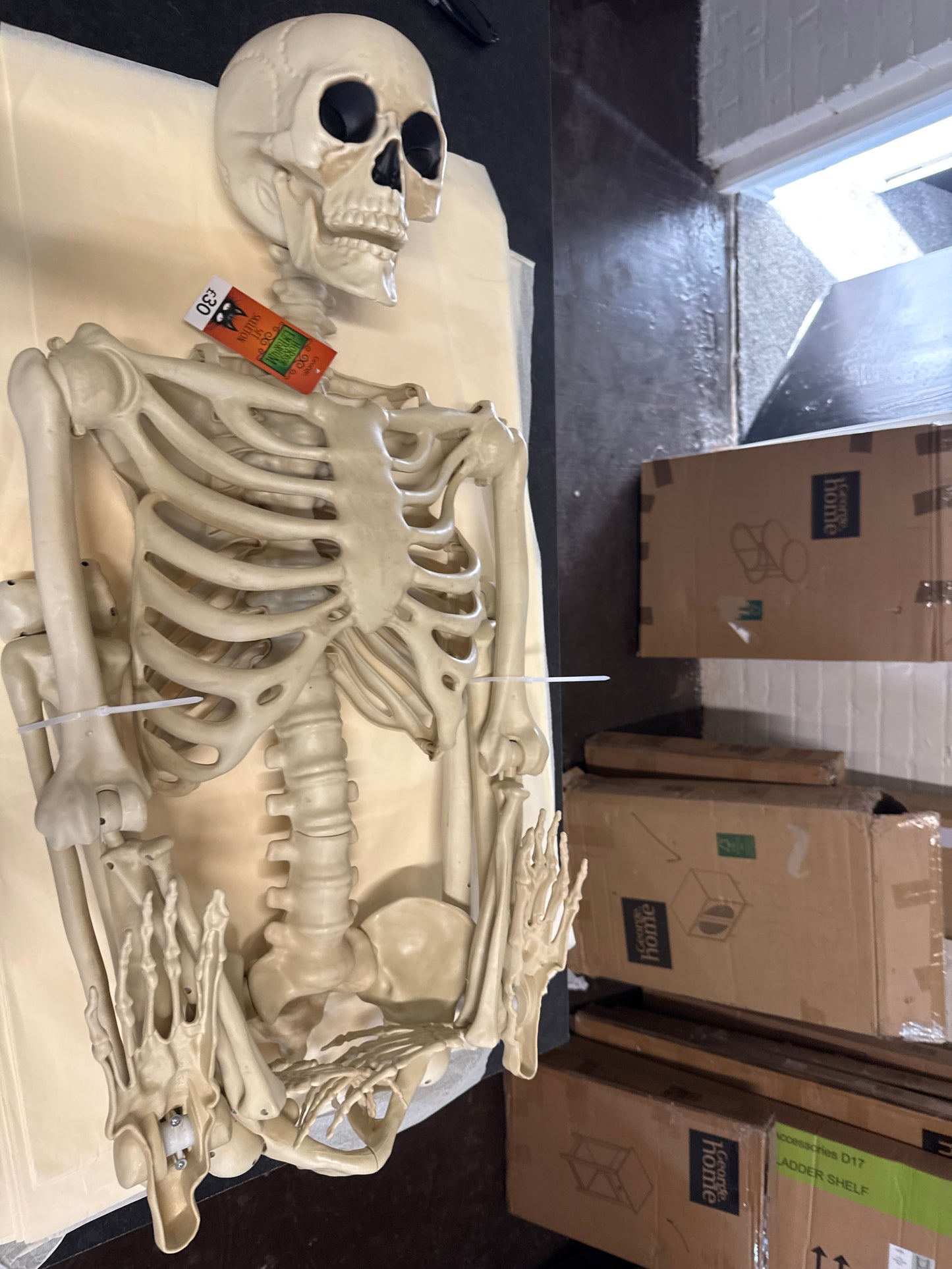 5ft Skeleton